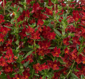 Kejklířka 'Mai Tai Red' - Mimulus x hybrida 'Mai Tai Red'