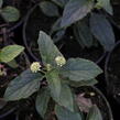 Libora měňavá 'Esperanta White' - Lantana camara 'Esperanta White'