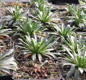 Levisie 'Little Plum' - Lewisia x longipetala 'Little Plum'