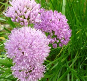 Česnek chlumní horský - Allium senescens ssp. montanum