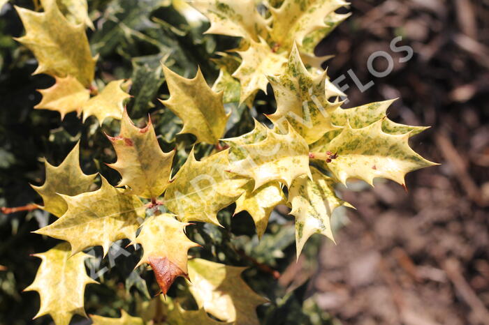 Vonokvětka různolistá 'Goshiki' - Osmanthus heterophyllus 'Goshiki'