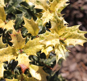 Vonokvětka různolistá 'Goshiki' - Osmanthus heterophyllus 'Goshiki'