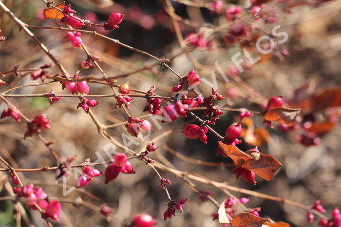 Pámelník červený - Symphoricarpos orbiculatus