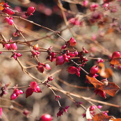 Pámelník červený - Symphoricarpos orbiculatus