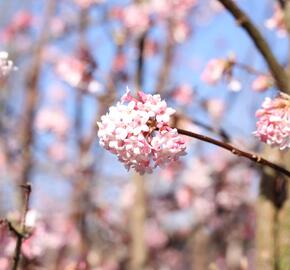 Kalina bodnanská 'Dawn' - Viburnum bodnantense 'Dawn'