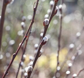 Vrba ušatá - Salix aurita