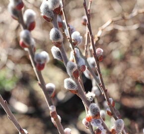 Vrba popelavá - Salix cinerea