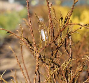 Zerav, túje západní 'Ohlendorfii' - Thuja occidentalis 'Ohlendorfii'