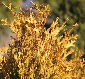 Zerav, túje západní 'Golden Anne' - Thuja occidentalis 'Golden Anne'