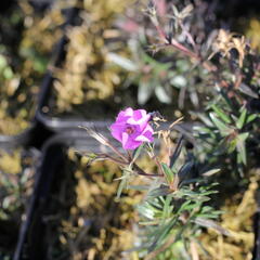 Plamenka šídlovitá 'Spring Purple' - Phlox subulata 'Spring Purple'