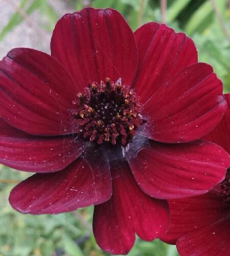 Krásenka zpeřená 'Chocamocha' - Cosmos atrosanguineus 'Chocamocha'