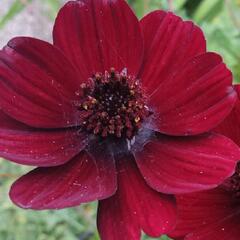 Krásenka zpeřená 'Chocamocha' - Cosmos atrosanguineus 'Chocamocha'