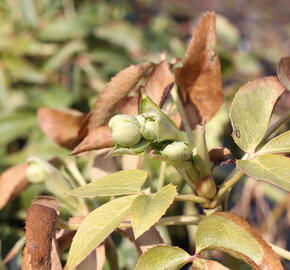 Čemeřice korsická - Helleborus argutifolius