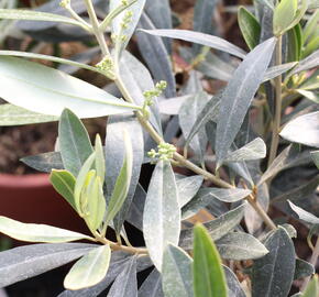 Oliva evropská - Olea europaea