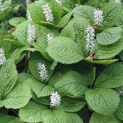 Chloranthus japonský - Chloranthus japonicus