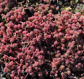 Rozchodník bledý 'Bithynicum' - Sedum pallidum 'Bithynicum'