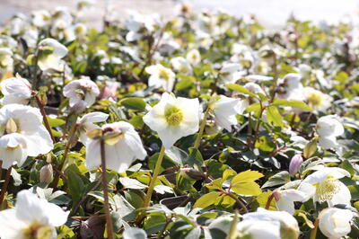 Helleborus niger_jaro