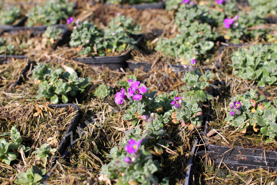 Tařička kosníkovitá 'Downers' - Aubrieta deltoides 'Downers'