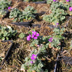 Tařička kosníkovitá 'Downers' - Aubrieta deltoides 'Downers'