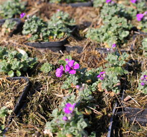 Tařička kosníkovitá 'Downers' - Aubrieta deltoides 'Downers'