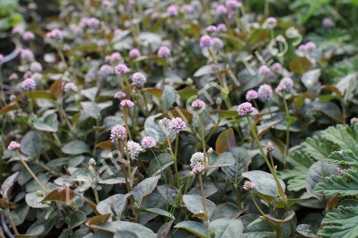 Rdesno hlavaté 'Caramel Candy' - Polygonum capitatum 'Caramel Candy'