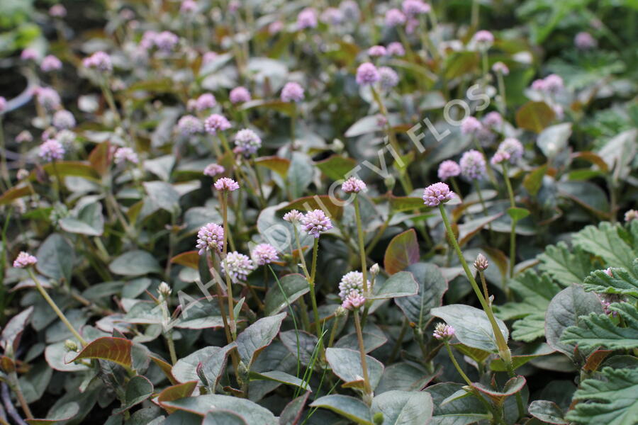 Rdesno hlavaté 'Caramel Candy' - Polygonum capitatum 'Caramel Candy'