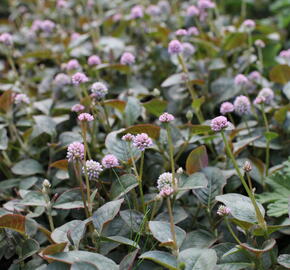 Rdesno hlavaté 'Caramel Candy' - Polygonum capitatum 'Caramel Candy'