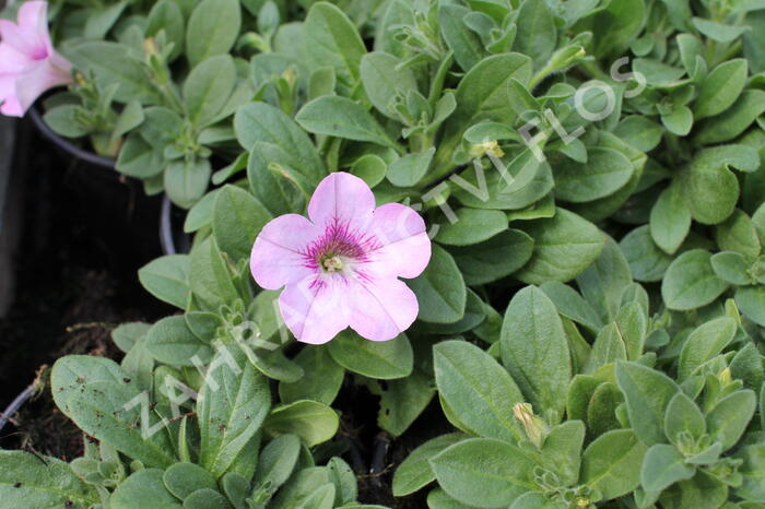 Petúnie 'Surprise Raspberry Gem' - Petunia hybrida 'Surprise Raspberry Gem'