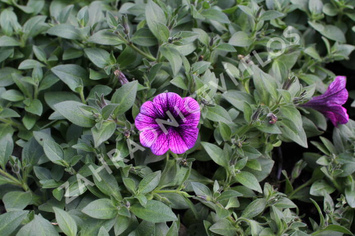 Petúnie 'Sweetunia Purple Gem' - Petunia hybrida 'Sweetunia Purple Gem'