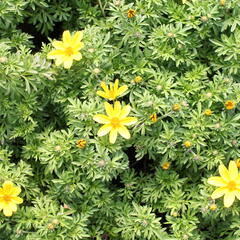 Dvouzubec 'Bidy Boom Yellow Big' - Bidens 'Bidy Boom Yellow Big'