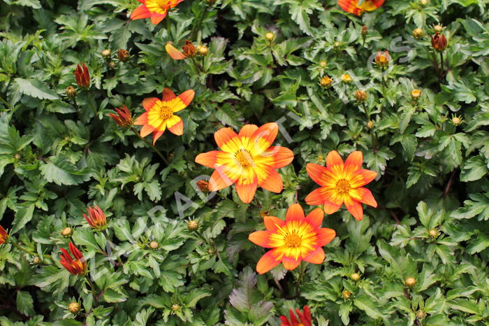 Dvouzubec 'Bidy Boom Fireside' - Bidens 'Bidy Boom Fireside'