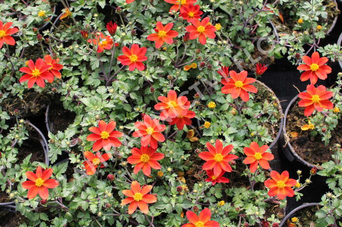 Dvouzubec 'Bidy Boom Red' - Bidens 'Bidy Boom Red'