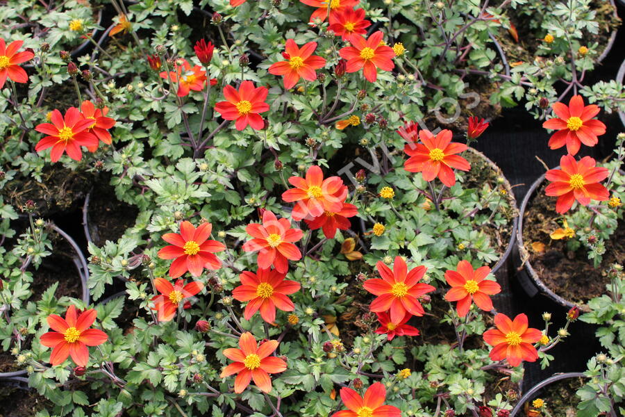 Dvouzubec 'Bidy Boom Red' - Bidens 'Bidy Boom Red'