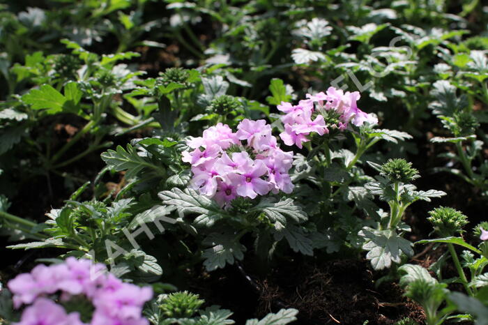 Verbena, sporýš 'Summer Dreams Soft Pink Eye' - Verbena hybrida 'Summer Dreams Soft Pink Eye'