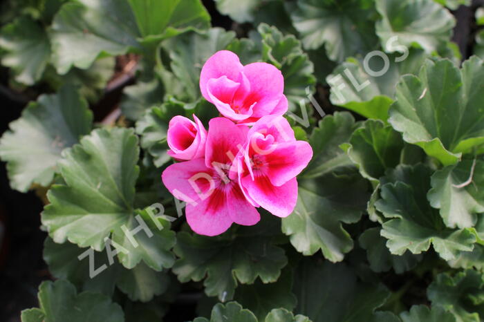 Muškát, pelargonie páskatá klasická 'Pink Mega Splash' - Pelargonium zonale 'Pink Mega Splash'