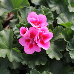 Muškát, pelargonie páskatá klasická 'Pink Mega Splash' - Pelargonium zonale 'Pink Mega Splash'