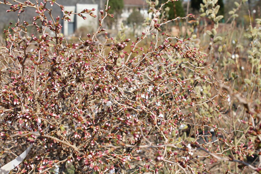 Slivoň vyříznutá 'Midori-zakura' - Prunus incisa 'Midori-zakura'