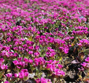 Huseník kavkazský 'Little Treasure Deep Rose' - Arabis caucasica 'Little Treasure Deep Rose'