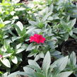 Plamenka drummondova 'Phloxstar Red' - Phlox drummondii 'Phloxstar Red'