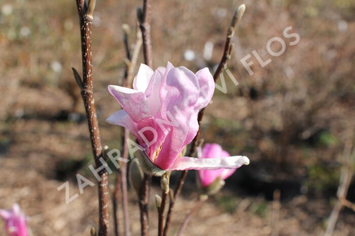 Šácholan Loebnerův 'Leonard Messel' - Magnolia loebneri 'Leonard Messel'