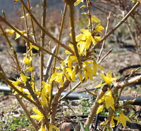 Zlatice prostřední 'Lynwood' - Forsythia intermedia 'Lynwood'