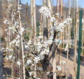 Slivoň myrobalán - Prunus cerasifera