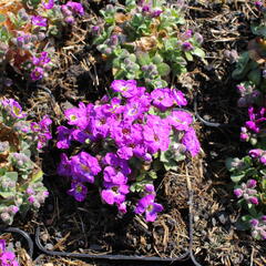 Tařička kosníkovitá 'Chianti' - Aubrieta deltoides 'Chianti'