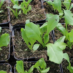 Salát hlávkový ledový 'Larsen' - Lactuca sativa var. capitata 'Larsen'