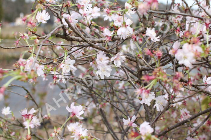 Slivoň vyříznutá 'February Pink' - Prunus incisa 'February Pink'