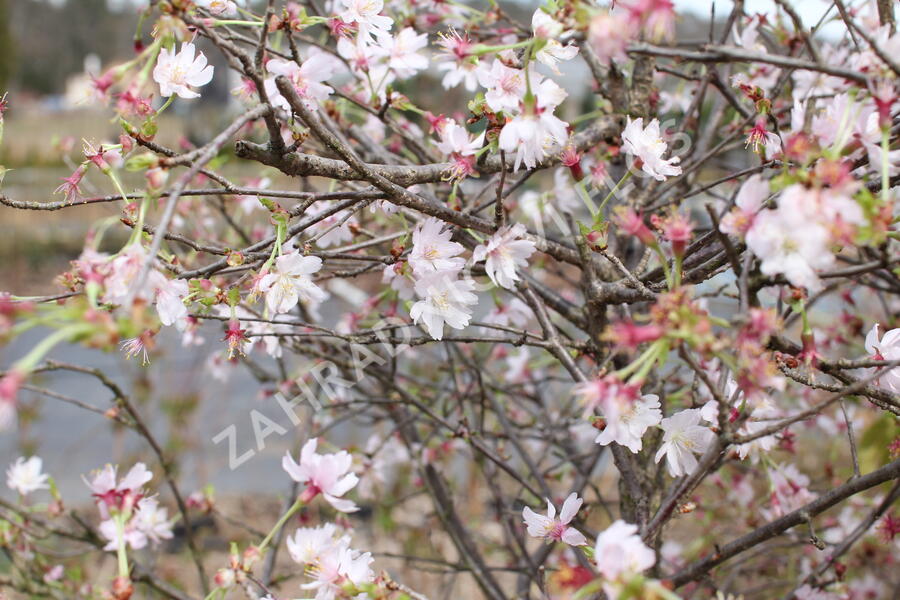 Slivoň vyříznutá 'February Pink' - Prunus incisa 'February Pink'