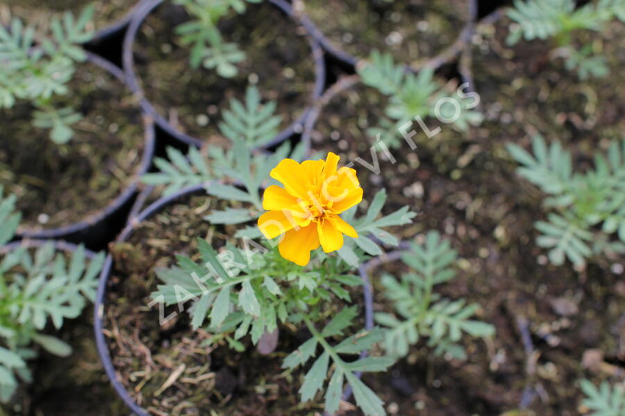 Aksamitník rozkladitý, afrikán 'Solena Gold' - Tagetes patula 'Solena Gold'