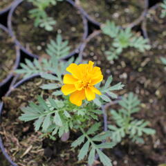 Aksamitník rozkladitý, afrikán 'Solena Gold' - Tagetes patula 'Solena Gold'