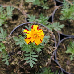 Aksamitník rozkladitý, afrikán 'Solena Bolero' - Tagetes patula 'Solena Bolero'