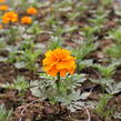 Aksamitník rozkladitý, afrikán 'Texana Orange' - Tagetes patula 'Texana Orange'